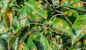 pear rust garden pests diseases