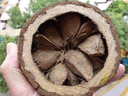 Generally, brazil nut trees are not cultivated owing to its complicated fruit. Organic Brazil Nuts