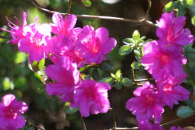 Nanaimo Rhododendron Society