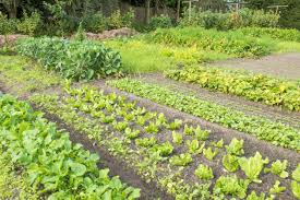 Crop Rotation The Four Year Crop Rotation Plan