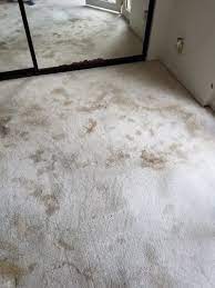 powerhouse carpet cleaning gallery