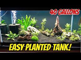 40 gallon planted tank low tech