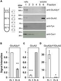 Frontiers | Membrane lipid rafts are required for AMPA receptor tyrosine  phosphorylation