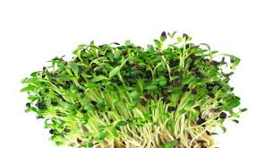 alfalfa sprouts 6 health benefits of