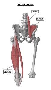The anterior muscles of the hip allow for rotational movements and flexion of the hip as well as flexion of the vertebral column, but only when they apply the gluteus maximus is rather large, and makes up the most prominent area of the buttocks. Crossfit Hip Musculature Part 1 Anterior Muscles