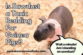 sawdust a toxic bedding for guinea pigs