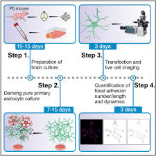 Culturing Of Primary Mouse Astrocytes