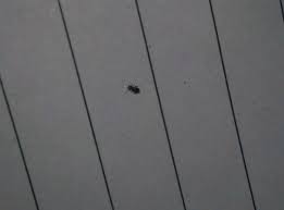 insecte noir 1mm vrillette ou