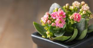 The Best Indoor Flowering Plants To