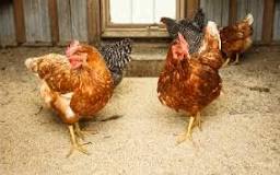 what-bedding-do-chickens-need-in-their-coop