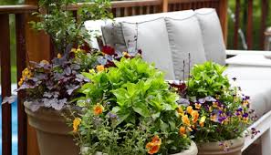 Refresh Your Summer Container Gardens