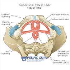 pelvic floor muscle exercises