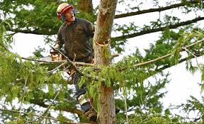 Maybe you would like to learn more about one of these? Professional Tree Care Services In Beavercreek Oh 45430
