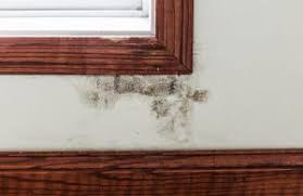 what to do if you find toxic black mold