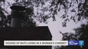 bats live in a florida woman s chimney