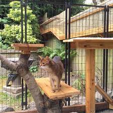 large diy backyard cat enclosure