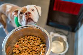 An Easy Way To Feed Your Dog Fresh Food La Jolla Mom