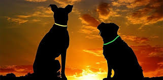Best Glow In The Dark Dog Collar 5 Top Picks Daily Dog Stuff