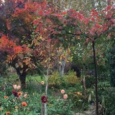 Beyond colour, flower features to take into consideration include their size and shape and the flowering period. The 8 Best Perfect For Privacy Garden Trees The Middle Sized Garden Gardening Blog