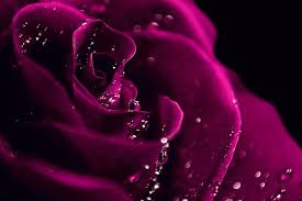 pink flower dark pink rose hd