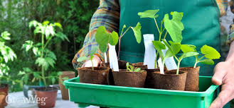 When can you transplant green bean seedlings outside?