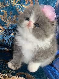 The ragdoll is a moderately active cat. Texas Cat Breeders Websites Kittysites Com