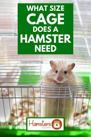 What Size Cage Does A Hamster Need