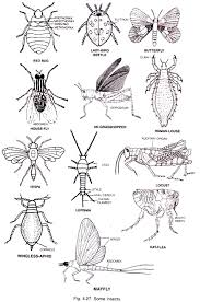 Top 24 Types Of Typical Insects With Diagram Animal Kingdom