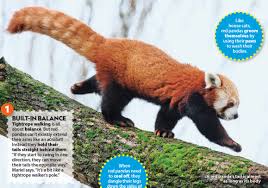 red panda primary resource national