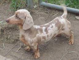 dachshund dog breed information and