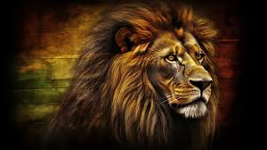 hd wallpapers lion the lion desktop