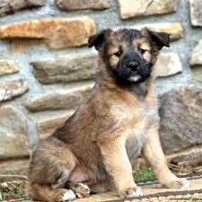 soft coated wheaten terrier mix puppies