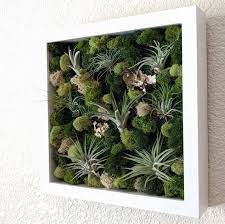 Air Plant Frame With Multiple Air