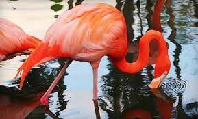 flamingo gardens groupon