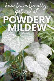 powdery mildew on plants