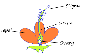 describe the structure of a flower