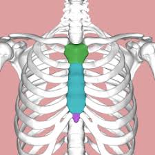 Each rib consists of a head, neck, and a shaft. Sternum Wikipedia