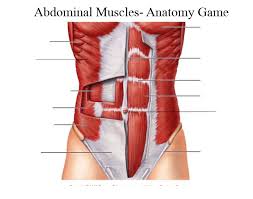 3.5 out of 5 stars 4. Abdominal Muscles Anatomy Game