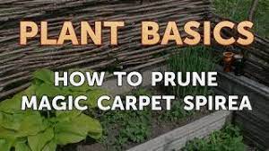 how to prune magic carpet spirea you