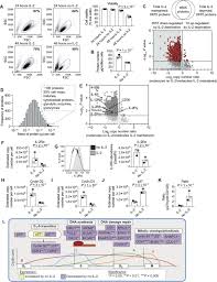 Interleukin 2 Shapes The Cytotoxic T Cell Proteome And