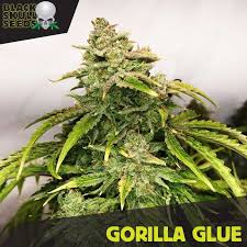 Gelato glue which also goes by gorilla gelato glue, is an indica cannabis strain that's considered potent by today's standards with an average thc level of 28%. Gorilla Glue Blackskull Seeds At The Lowest Prices Online Popular Seeds