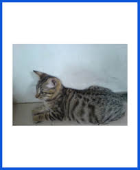 We recognized immediately this intelligent and lovable animal was an extraordinary cat! All Types Of Cats Kittens For Sale All Over India Transportation Free Poddarkennel