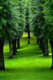 green tree wallpaper to your