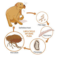 flea control and treatments for the