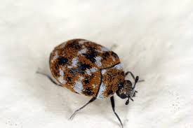carpet beetles frequently asked