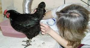Comment soigner le cloaque d'une poule ?