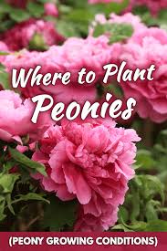 Where To Plant Peonies For Getting The