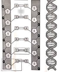 12.3 dna replication worksheet answers thank you very much for downloading 123 dna replication worksheet answer keye you have knowledge that, people have. Dna Molecule Label Diagram Quizlet