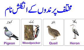 birds names list in english and urdu