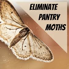how to get rid of pantry moths in your